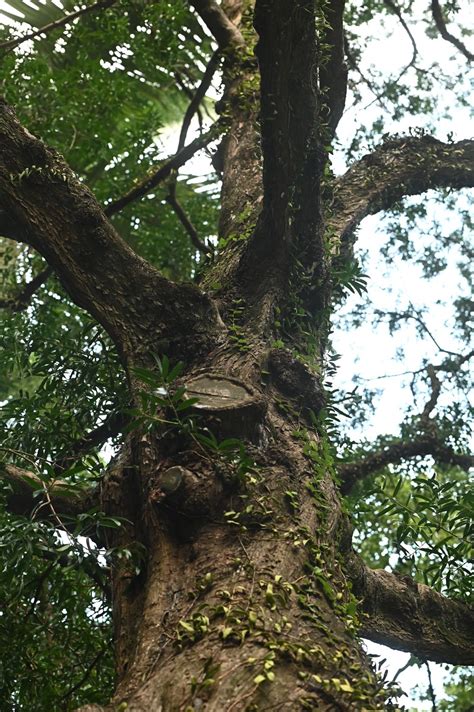 百日青樹|香港動植物公園